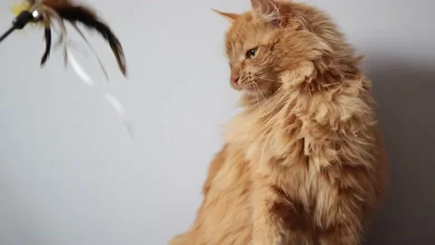 Red siberian cat playing with a feather Stock Footage 236473485