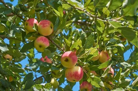 Red-sided apples on an apple tree against a blue sky background Stock Photos