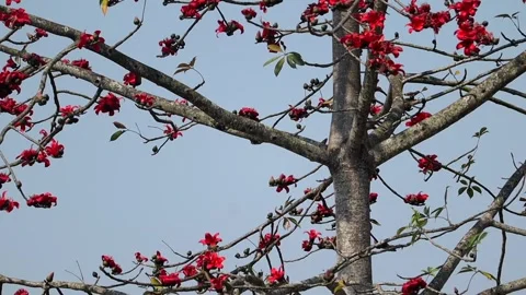 Red silk cotton tree blossoms on branches and trunk against blue sky Stock-Footage 330704489