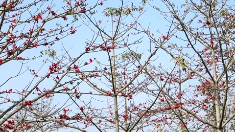 Red silk cotton tree blossoms on branches against clear blue sky Stock Footage 331276706