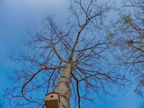Red Silk Cotton Tree characterized by its tall, straight trunk and vibrant r Stock-Fotos