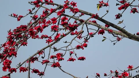 Red silk cotton tree flowers blooming on branches against clear sky Stock Footage 330704416