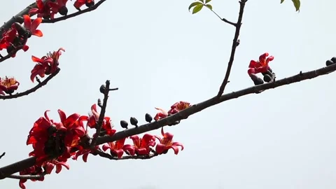 Red silk cotton tree flowers blooming on branch against clear sky Video stock 330705060