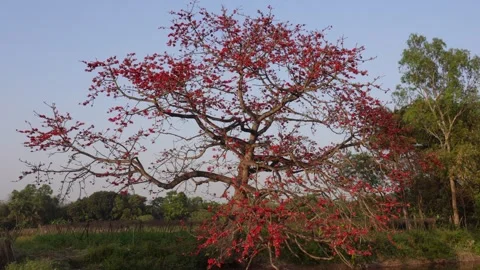 Red silk cotton tree with its red flowers Stock Footage 304064004