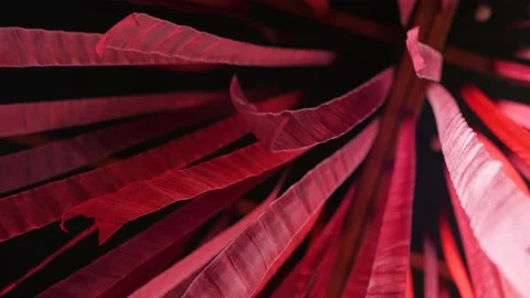 Red silk ribbon waving develops in the wind. Red fabric animation. Abstract wavy Stock Footage 141159722