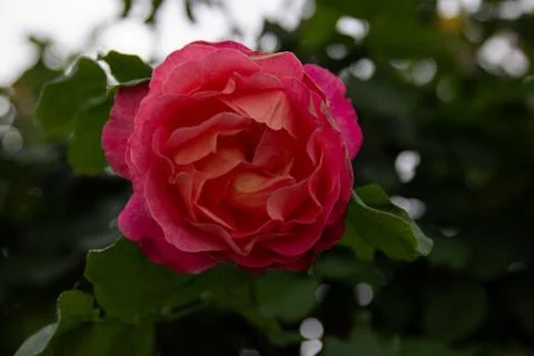 Red single rose in the garden Stock Photos