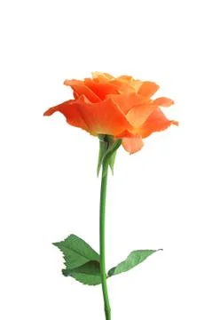 Red single rose on white Stock Photos