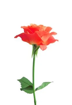 Red single rose on white Fotos Stock