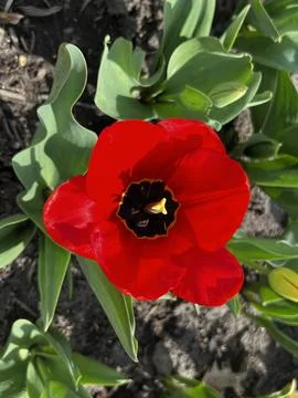 Red single tulip Stock Photos