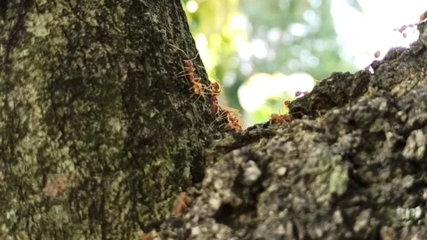 Red skeleton ants Stock Footage 180839566
