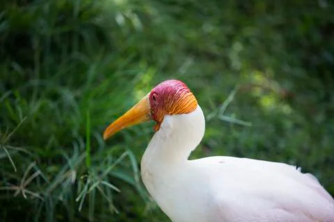 Red skinned bird in the grass  Stock Photos