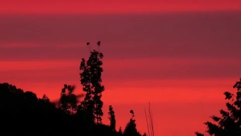 Red Sky 01 動画素材 149444253