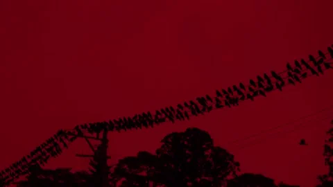 Red sky and a flock of crows Stock Footage 233627468