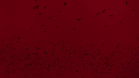 Red Sky And A Flock Of Crows 2 Stock Footage 233627469