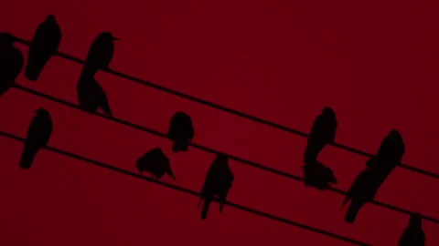 Red Sky And A Flock Of Crows 3 Stock Footage 233627472