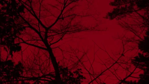 Red Sky And A Flock Of Crows 6 Stock Footage 233627480