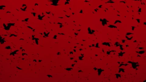 Red Sky And A Flock Of Crows 7 Stock Footage 233627658