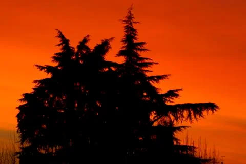 Red sky and pine trees in the background Stock Photos