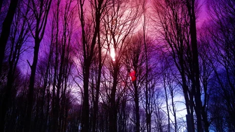 Red Sky at Night in the Forest Stock Footage 242468238