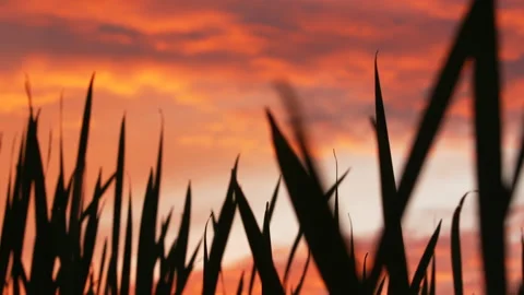 Red sky sunset at marsh Video stock 144024482