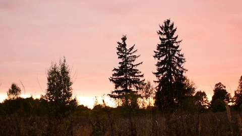 Red sky, tree silhouettes Stock Footage 116809285