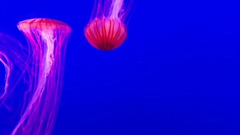 Red slowly swimming jellyfish Stock Footage 252105609