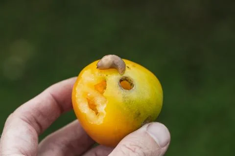 Red Slug Arion rufus eats a yellow tomato. Cause of the most damage in garden Stock Photos