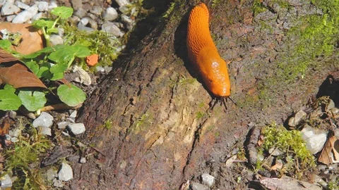 Red slug on a bough Stock Footage 89038677