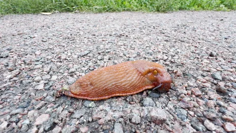 A red slug crawls slowly across a rough gravel path in Saint Petersburg Video stock 344984457