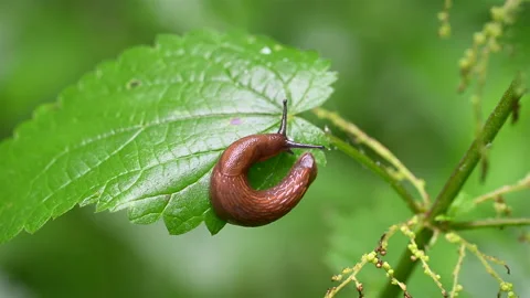 Red Slug Curled On Leaf Video stock 279157176