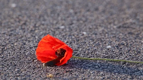 Red slug eating the inside of a Common Poppy on the road with a Snail passing by Stock Footage 130107851