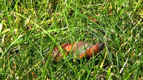 Red Slug in the green grass Stock Footage 53857782