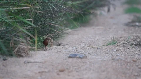 Red small bird Coming out of the grass on the side of the road Video stock 124675555