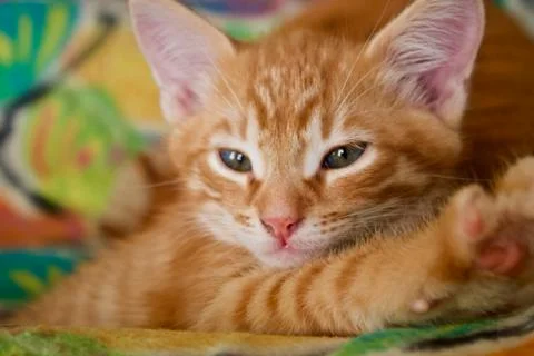 Red small cat Stock Photos