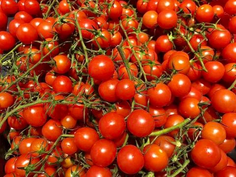 Red, small cherry tomatoes in a crate. Background texture: ripe tomatoes with Stock Photos