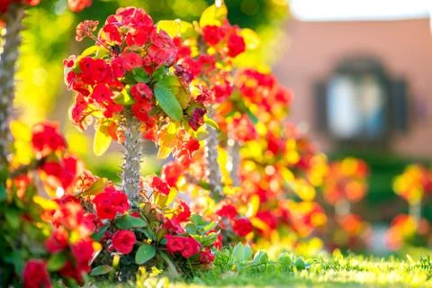 Red small decorative flowers with sharp spikes on tall stems growing in summe Stock Photos