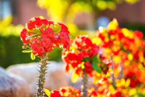 Red small decorative flowers with sharp spikes on tall stems growing in summe Stock Photos