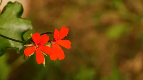 Red small flower close up Video stock 109694937
