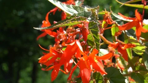 Red small flowers in a flower-bed in the city swing in the wind. Stock Footage 92045965