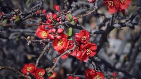 Red small flowers on the tree branches with close up shot Stock Photos