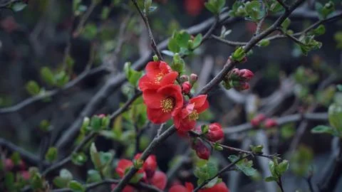Red small flowers on the tree branches with close up shot Stock Photos