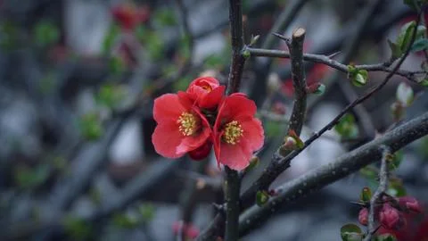 Red small flowers on the tree branches with close up shot Stock Photos