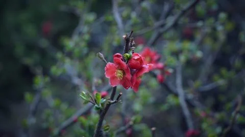 Red small flowers on the tree branches with close up shot Stock Photos
