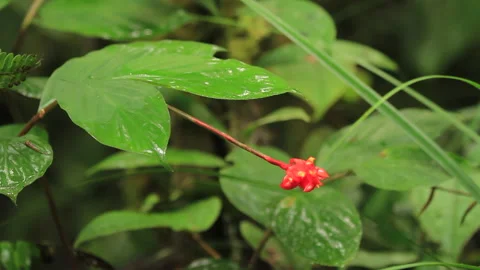 Red Small Forest Flower 2, Schwaner Muller Mountains, Borneo Stock Footage 142853898