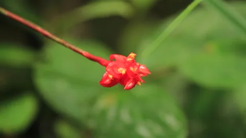 Red Small Forest Flower, Schwaner Muller Mountains, Borneo Stock Footage 142853880