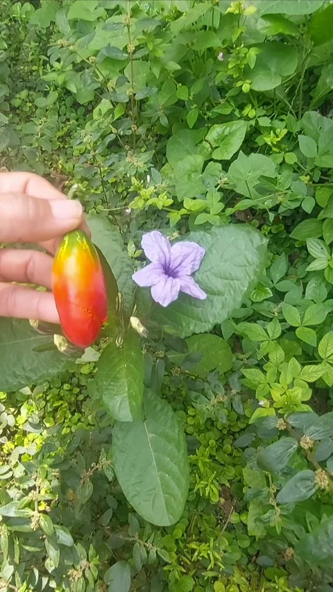 Red Small Fruit and Purple Flower, Vertical Video stock 298201298