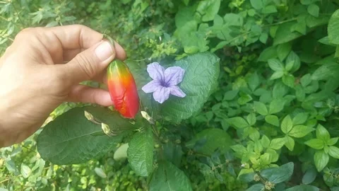 Red Small Fruit and Purple Flower Video stock 298201605