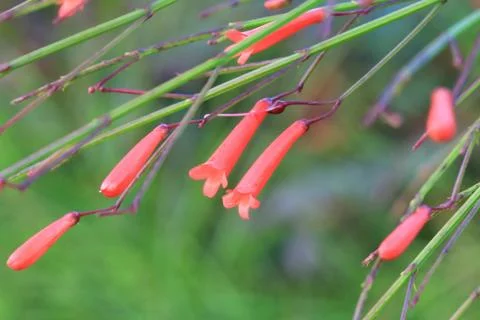 Red small grass flower Stock Photos