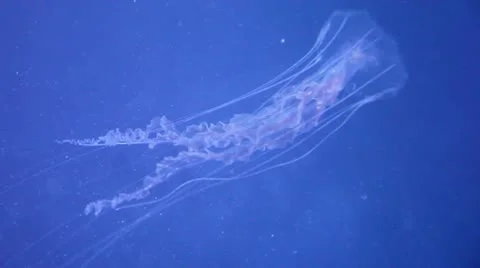 Red small Jellyfish Stock Footage 8947106
