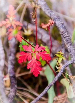 A red small leaf between branches. Natural backgrounds. Stock Photos